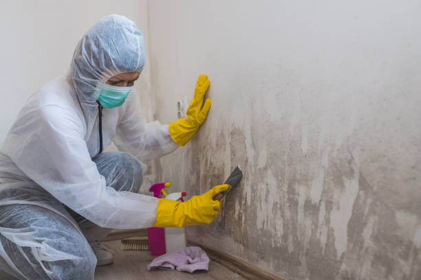 Best Mold Remediation  in Dadeville, AL