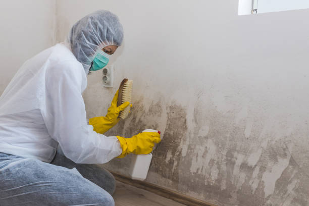 Best Office Mold Removal Services  in Dadeville, AL