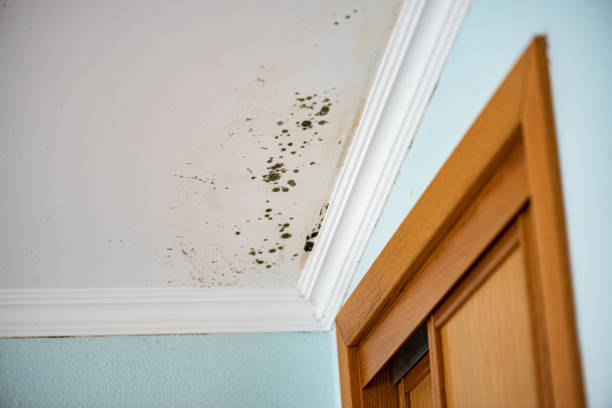 Best Mold Removal Process  in Dadeville, AL