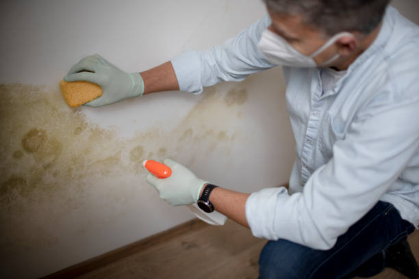 Professional Mold Removal in Dadeville, AL
