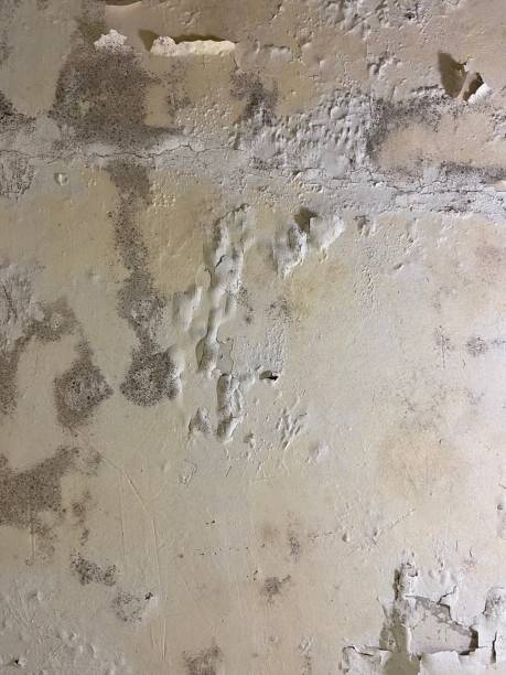 Best Same-Day Mold Removal  in Dadeville, AL
