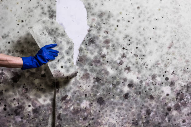 Mold Removal Process in Dadeville, AL